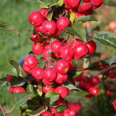 Robusta Crab Apple Trees