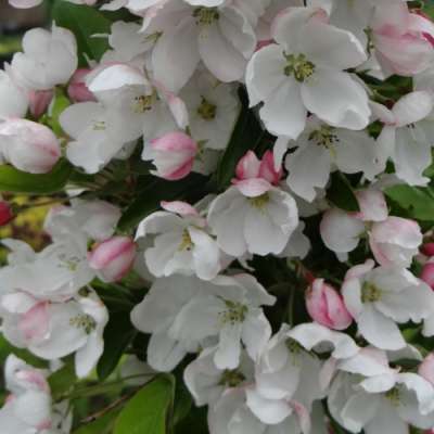 Snow Cloud Crab Apple Trees