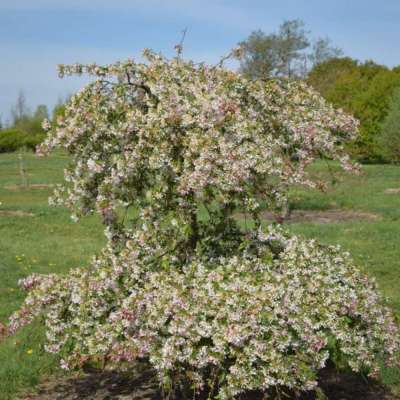 Sun Rival Crab Apple Trees