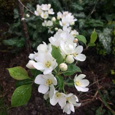 Brevipes Wedding Bouquet Crab Apple Trees