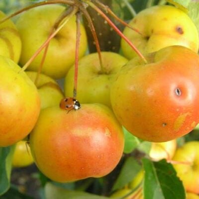 Butterball Crab Apple Trees