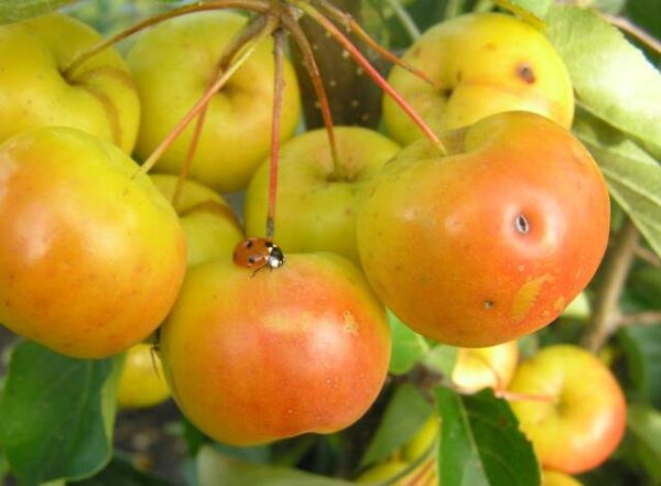 Butterball Crab Apple Trees