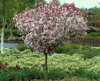 Coral Burst Crab Apple Trees