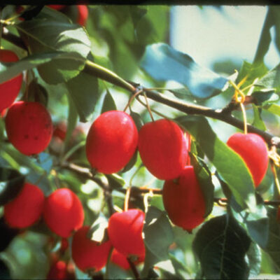 Dolgo (Pink Glow) Crab Apple Trees