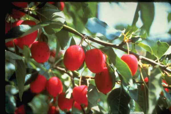 Dolgo (Pink Glow) Crab Apple Trees