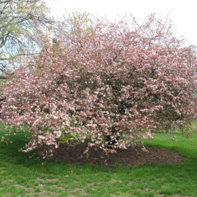 Floribunda Crab Apple Trees