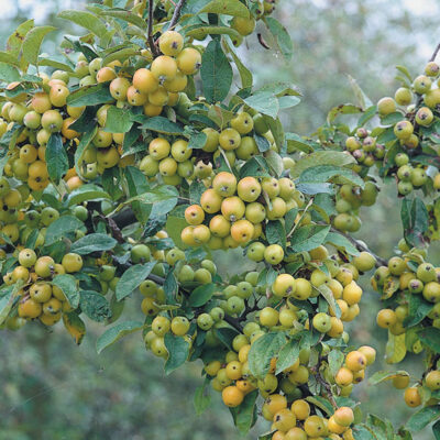 Golden Gem Crab Apple Trees