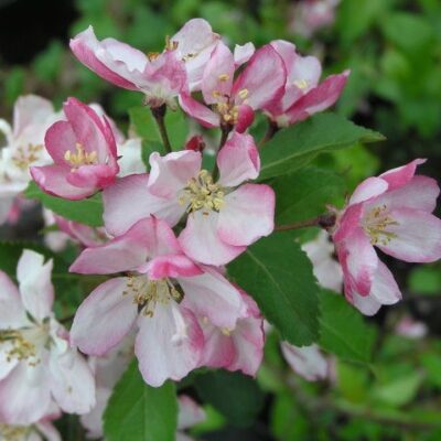 Hillierii Crab Apple Trees