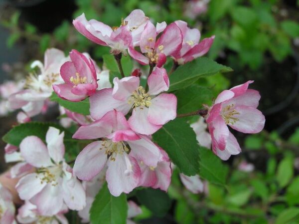 Hillierii Crab Apple Trees