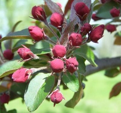 Liset Crab Apple Trees