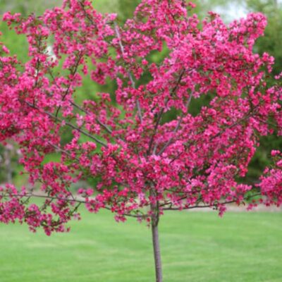 Prairie Fire Crab Apple Trees