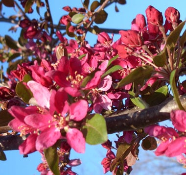 Profusion Improved Crab Apple Trees