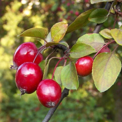 Red Glow Crab Apple Trees