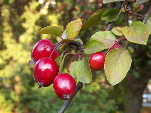 Red Glow Crab Apple Trees