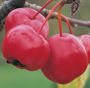 Red Sentinel Crab Apple Trees