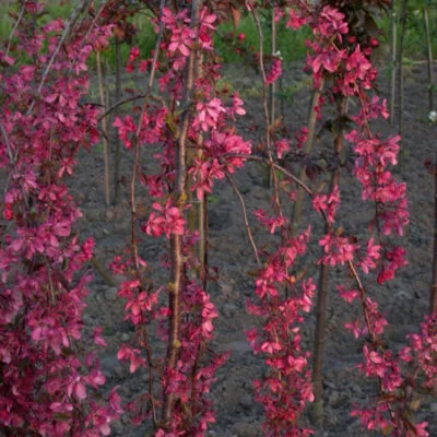 Royal Beauty Crab Apple Trees