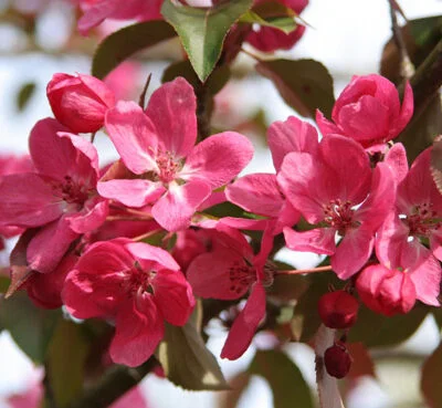 Rudolf Crab Apple Trees