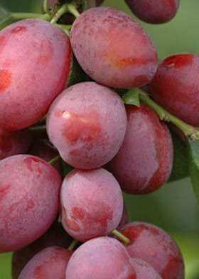 manns no 1 plum tree