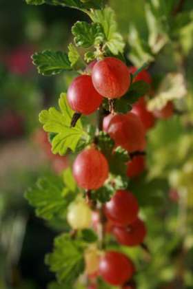 may duke gooseberries