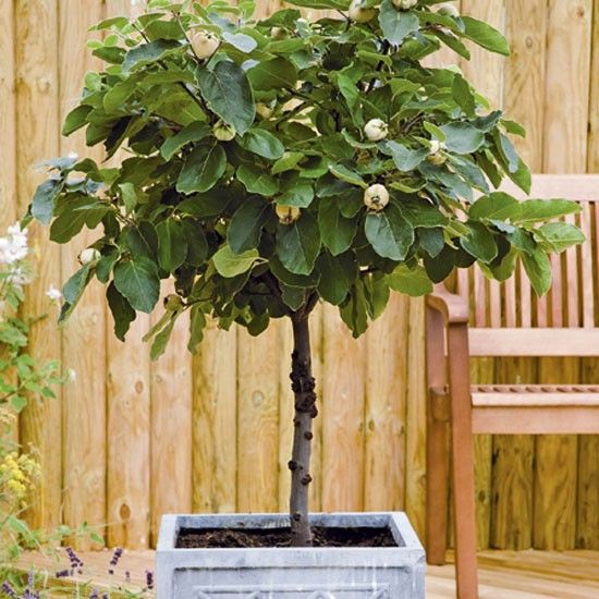 growing fruit trees in containers