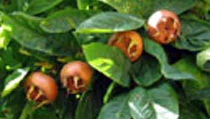 Medlars