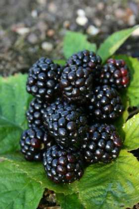 merton thornless blackberry