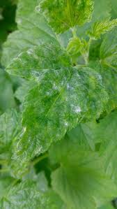 mildew on blackcurrants