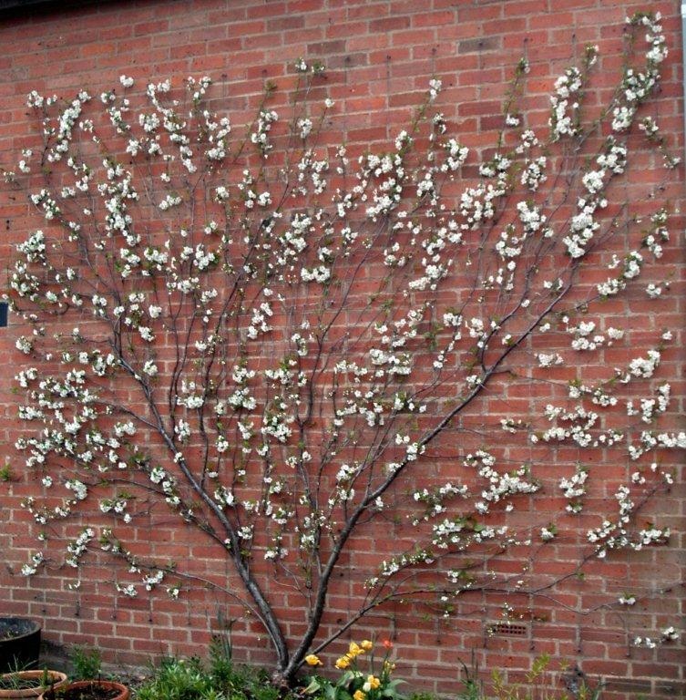 morello fan tree