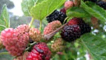 Mulberries