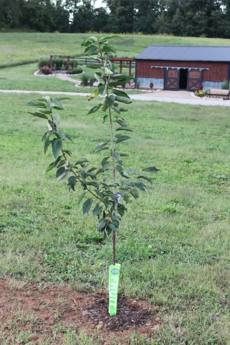 newly planted fruit tree