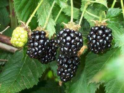 Obsidian Blackberry Bushes