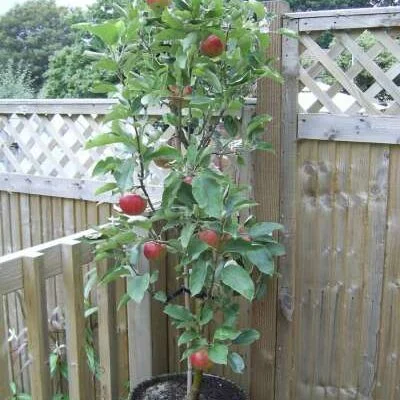 Patio Fruit Tree Collection