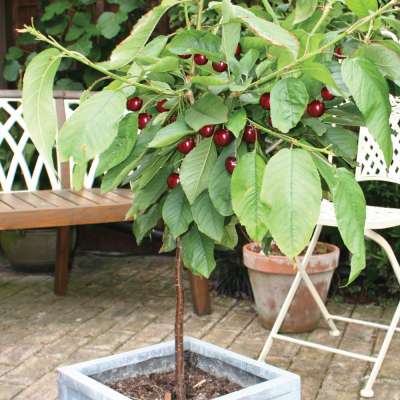 Patio Fruit Tree Collection 2