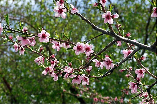 peach tree blossom