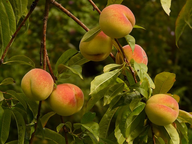 peach tree branch