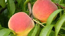 Peaches, Nectarines & Saturne