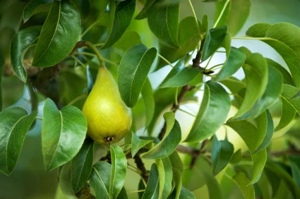 pear tree leaf