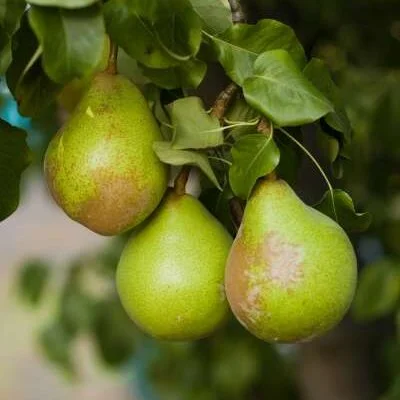 Green Horse Pear tree