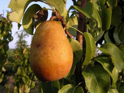 Precoce de Trevoux Pear Tree