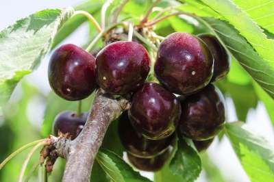 Penny Cherry Tree