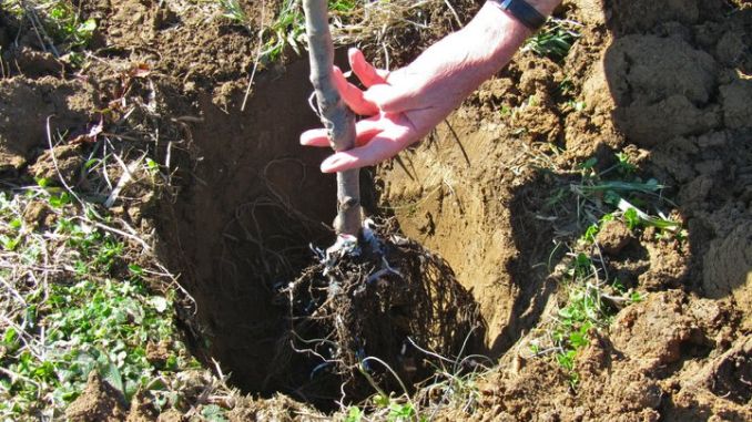 planting fruit tree