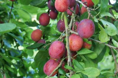 Early Laxton Plum Trees