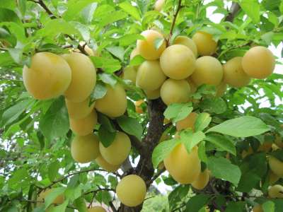 Thames Cross Plum trees