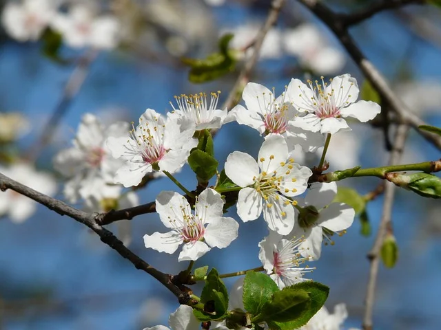 plum tree in flower