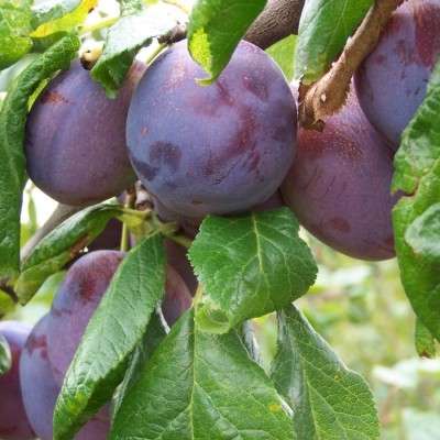 Anna Spath Plum tree