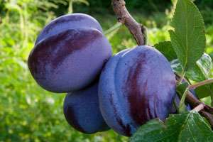 Blue de Belgique Plum tree