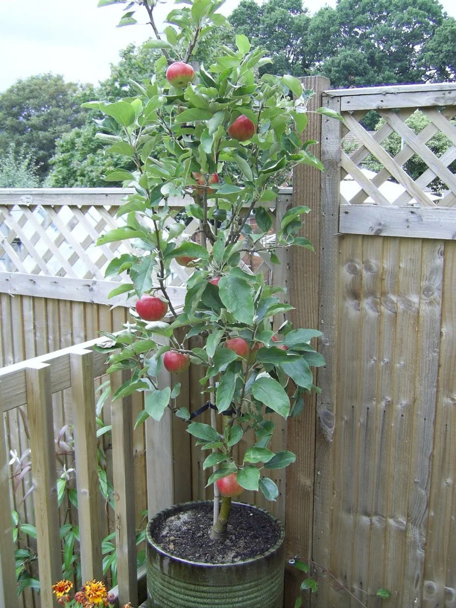 pot grown fruit trees