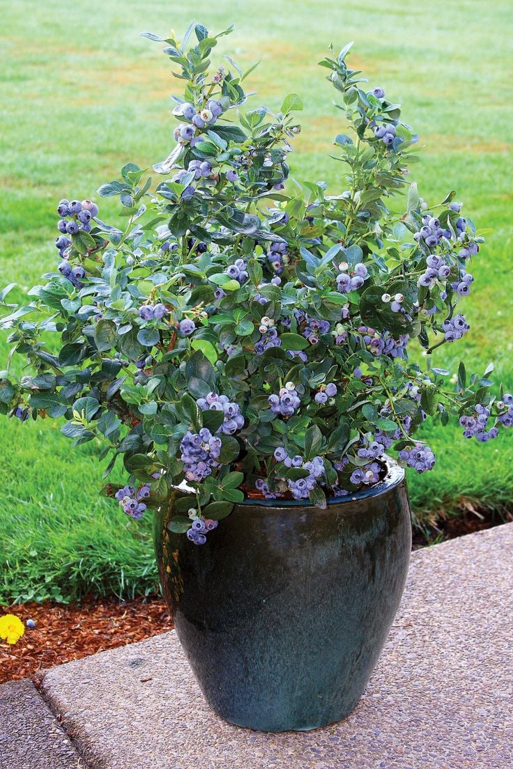 pot grown blueberry bush