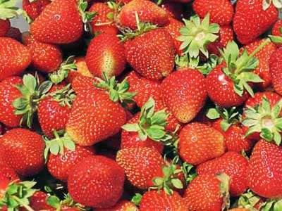 Providence Strawberry Plants