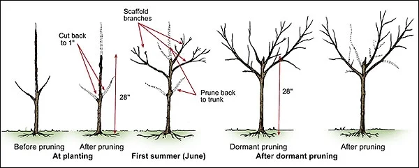 pruning a fruit tree